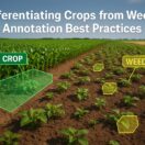 High-resolution farmland image showing annotation overlays for crop and weed differentiation with AI, powered by Learning Spiral AI.