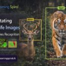 Image Annotation Services